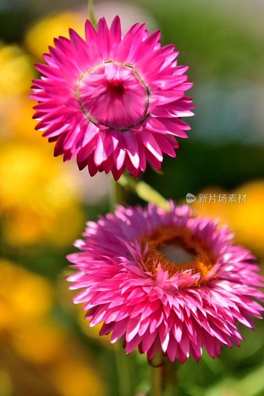 Strawflower /蜡菊